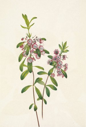 Lambkill. Kalmia angustifolia by Mary Vaux Walcott Oil Painting