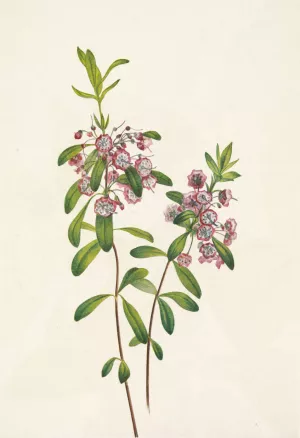 Lambkill. Kalmia angustifolia Oil painting by Mary Vaux Walcott