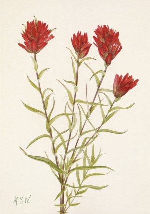Lanceleaf Paintbrush. Castilleja lancifolia by Mary Vaux Walcott Oil Painting