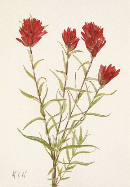 Lanceleaf Paintbrush. Castilleja lancifolia  by Mary Vaux Walcott - Hand-Painted Oil Painting Reproduction