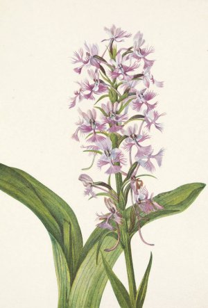Large Purple Fringe-orchid. Habenaria grandiflora by Mary Vaux Walcott Oil Painting