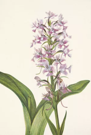 Large Purple Fringe-orchid. Habenaria grandiflora Oil painting by Mary Vaux Walcott