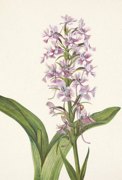Large Purple Fringe-orchid. Habenaria grandiflora  by Mary Vaux Walcott - Hand-Painted Oil Painting Reproduction