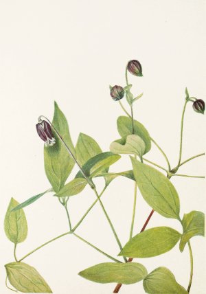 Leatherflower by Mary Vaux Walcott Oil Painting
