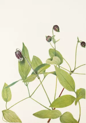 Leatherflower by Mary Vaux Walcott Oil Painting