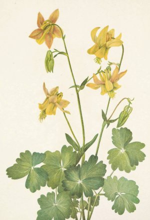 Lemon Columbine. Aquilegia flavescens by Mary Vaux Walcott Oil Painting
