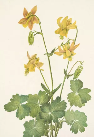 Lemon Columbine. Aquilegia flavescens Oil painting by Mary Vaux Walcott