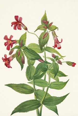 Lewis Monkeyflower. Mimulus lewisii by Mary Vaux Walcott Oil Painting