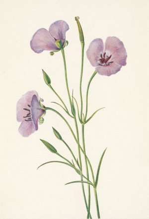 Lilac Mariposa. Calochortus splendens by Mary Vaux Walcott Oil Painting