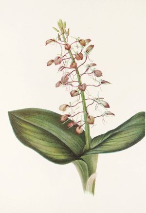 Lily Twayblade by Mary Vaux Walcott Oil Painting