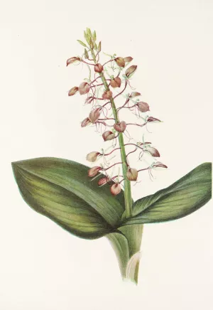 Lily Twayblade by Mary Vaux Walcott Oil Painting