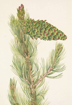 Limber Pine. Pinus flexilis Oil painting by Mary Vaux Walcott