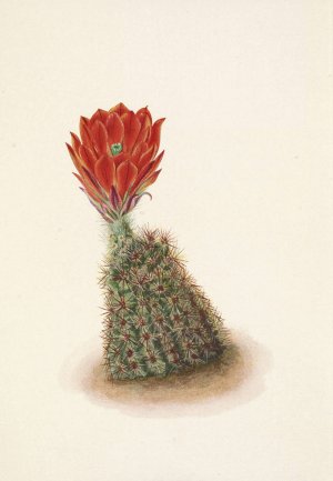 Lloyds Strawberry-cactus. Echinocereus lloydii by Mary Vaux Walcott Oil Painting