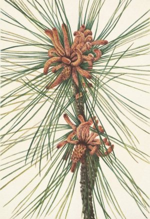 Loblolly Pine. Pinus taeda by Mary Vaux Walcott Oil Painting