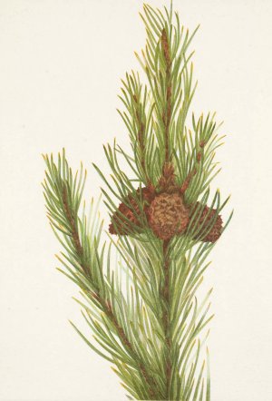 Lodgepole Pine. Pinus contorta murrayana by Mary Vaux Walcott Oil Painting