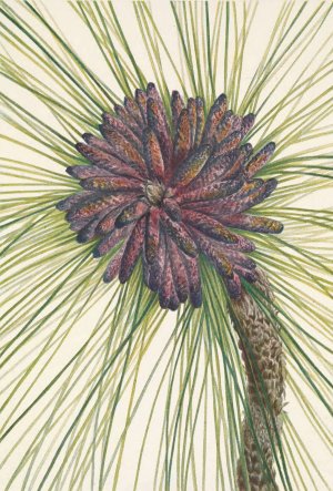 Longleaf Pine. Pinus palustris by Mary Vaux Walcott Oil Painting