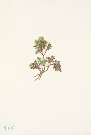 Low Whortleberry. Vaccinium caespitosum by Mary Vaux Walcott Oil Painting