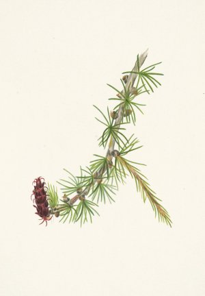 Lyall Larch. Larix lyallii by Mary Vaux Walcott Oil Painting