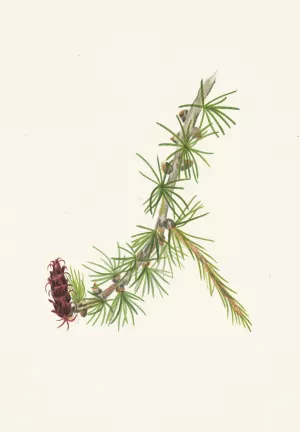 Lyall Larch. Larix lyallii by Mary Vaux Walcott Oil Painting