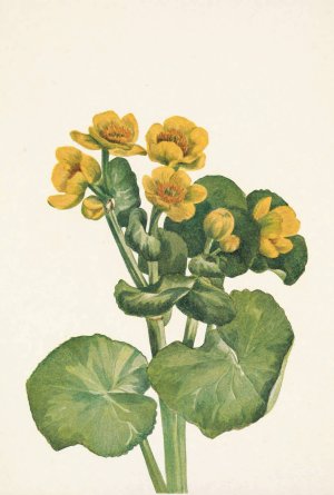Marshmarigold. Caltha palustris by Mary Vaux Walcott Oil Painting