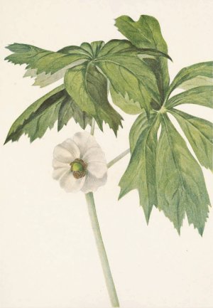 Mayapple. Podophyllum peltatum by Mary Vaux Walcott Oil Painting
