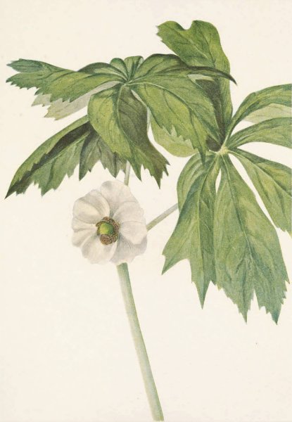 Mayapple. Podophyllum peltatum  by Mary Vaux Walcott - Hand-Painted Oil Painting Reproduction
