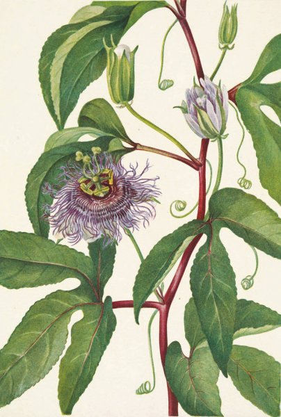 Maypop. Passiflora incarnata  by Mary Vaux Walcott - Hand-Painted Oil Painting Reproduction
