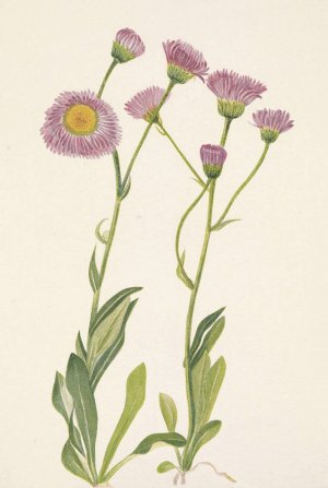 Meadow Fleabane. Erigeron speciosus by Mary Vaux Walcott Oil Painting