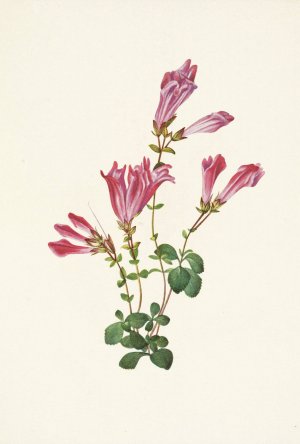Menzies Pentstemon. Pentstemon menziesii by Mary Vaux Walcott Oil Painting
