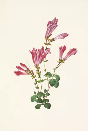 Menzies Pentstemon. Pentstemon menziesii by Mary Vaux Walcott Oil Painting