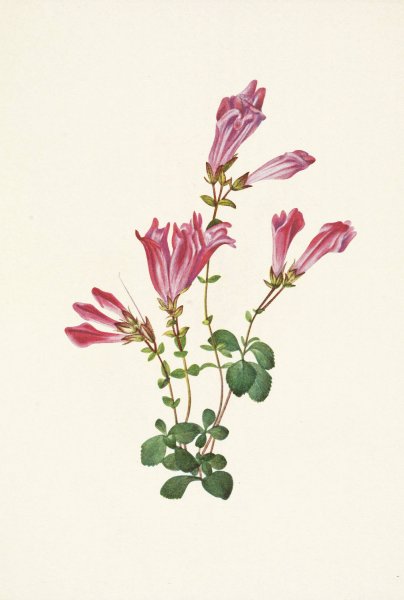 Menzies Pentstemon. Pentstemon menziesii  by Mary Vaux Walcott - Hand-Painted Oil Painting Reproduction