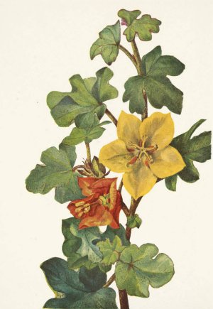 Mexican Fremontia. Fremontodendron mexicanum by Mary Vaux Walcott Oil Painting