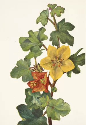 Mexican Fremontia. Fremontodendron mexicanum by Mary Vaux Walcott Oil Painting