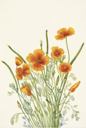 Mexican Poppy. Eschscholtzia mexicana by Mary Vaux Walcott Oil Painting