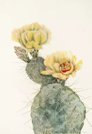 Missouri Pricklypear by Mary Vaux Walcott Oil Painting