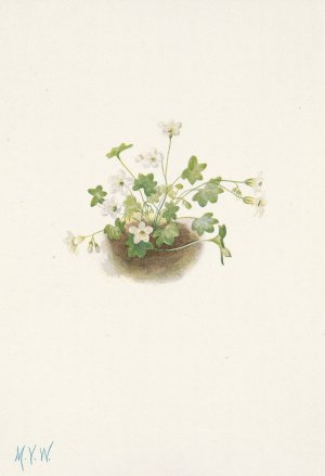 Mistmaiden. Romanzoffia sitchensis by Mary Vaux Walcott Oil Painting