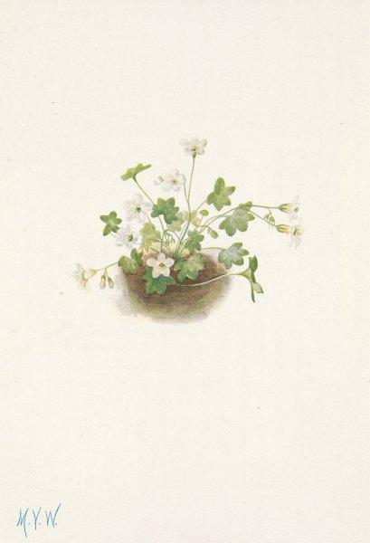 Mistmaiden. Romanzoffia sitchensis  by Mary Vaux Walcott - Hand-Painted Oil Painting Reproduction