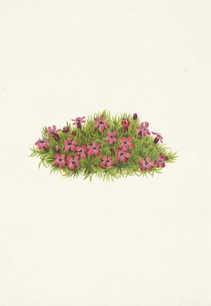 Moss Campion. Silene acaulis by Mary Vaux Walcott Oil Painting