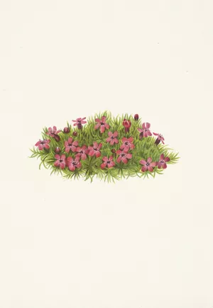 Moss Campion. Silene acaulis by Mary Vaux Walcott Oil Painting
