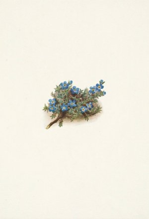 Moss Forget-me-not. Eritrichum elongatum by Mary Vaux Walcott Oil Painting