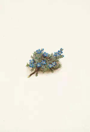 Moss Forget-me-not. Eritrichum elongatum Oil painting by Mary Vaux Walcott