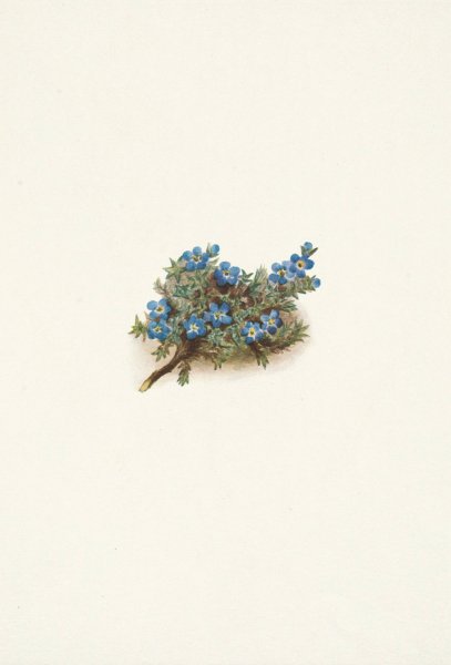 Moss Forget-me-not. Eritrichum elongatum  by Mary Vaux Walcott - Hand-Painted Oil Painting Reproduction