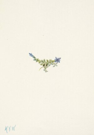 Moss Gentian. Gentiana prostrata by Mary Vaux Walcott Oil Painting