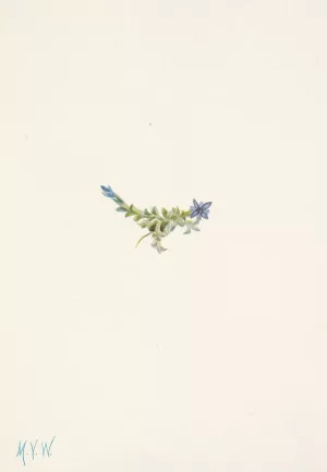 Moss Gentian. Gentiana prostrata by Mary Vaux Walcott Oil Painting