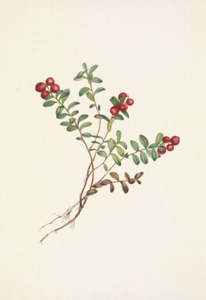 Mountain Cranberry by Mary Vaux Walcott Oil Painting