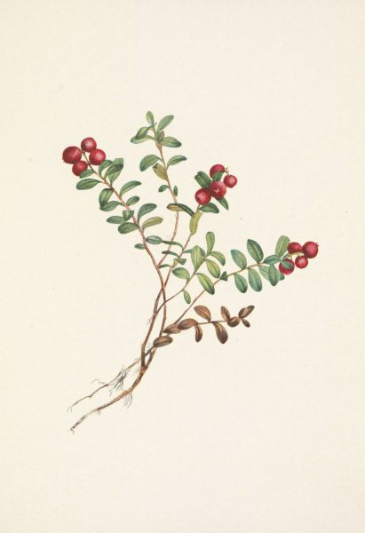 Mountain Cranberry  by Mary Vaux Walcott - Hand-Painted Oil Painting Reproduction