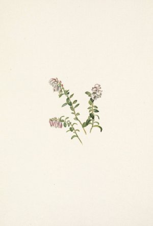 Mountain Cranberry by Mary Vaux Walcott Oil Painting