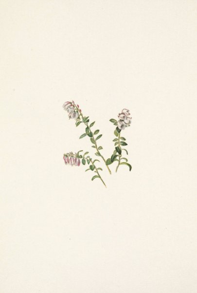 Mountain Cranberry  by Mary Vaux Walcott - Hand-Painted Oil Painting Reproduction