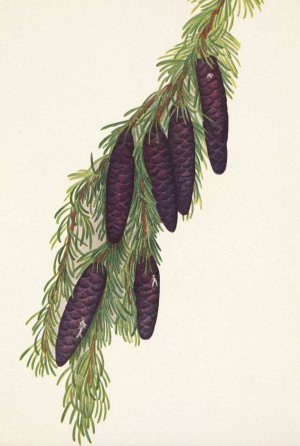 Mountain Hemlock. Psuga mertensiana by Mary Vaux Walcott Oil Painting