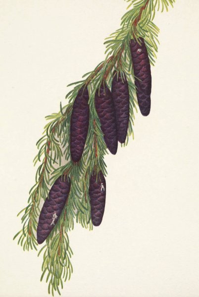 Mountain Hemlock. Psuga mertensiana  by Mary Vaux Walcott - Hand-Painted Oil Painting Reproduction